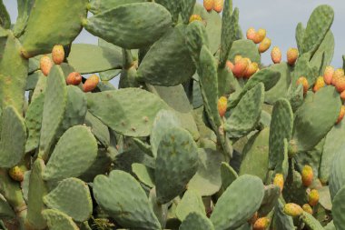 A close-up of plump, juicy figs growing on an Opuntia cactus.