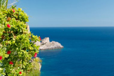 Tropical seascape Mediterranean sea blue water and sky, and flowers with tropical plant. Travel holiday natural landscape banner, copy space