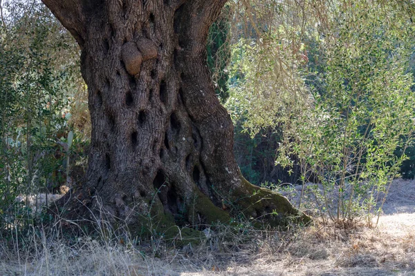 Very old olive tree, big trunk. Sunlight