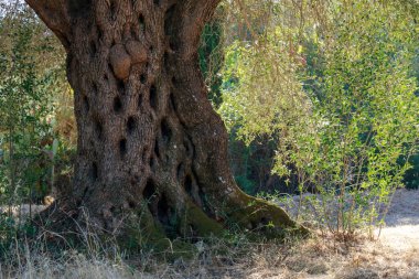 Large old olive trees, tree trunk. Blurred background