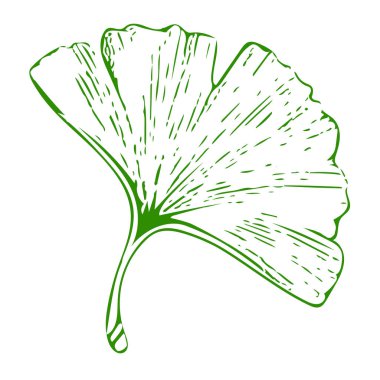 Simple green ginkgo tree silhouette of leaves. Illustration isolated on white background.