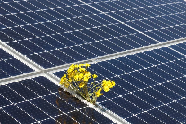 太阳能电池板电池和黄色花朵 可持续能源 — 图库照片