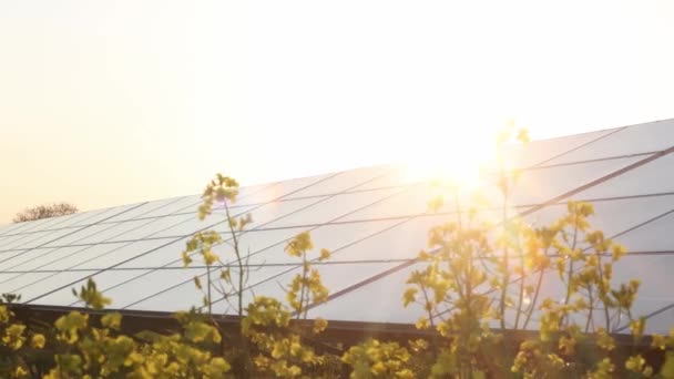 Energía Verde Paneles Solares Hierba Flores Colza Día Ventoso Módulos — Vídeos de Stock