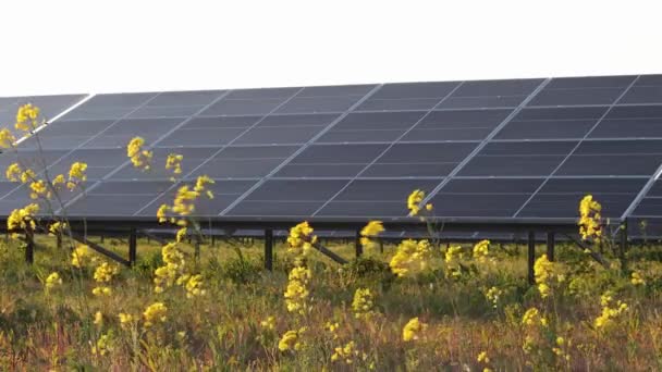 Energía Verde Paneles Solares Hierba Flores Colza Día Ventoso Módulos — Vídeos de Stock