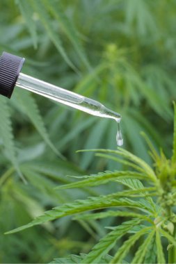 Kenevir tarlasının arka planına karşı bir eldeki pipetin dikey görüntüsü.