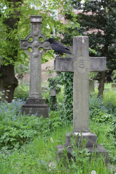 Старые Надгробия Историческом Кладбище Бромптон Лондоне Чёрный Ворон — стоковое фото