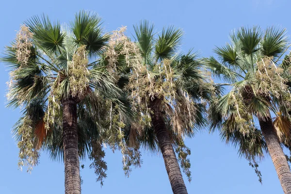 Korony Drzew Palmowych Przeciw Błękitne Niebo — Zdjęcie stockowe