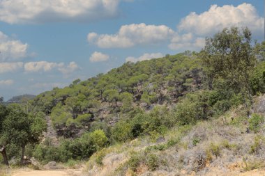 Verdant Wilderness: İspanyol Ormanı Çiçek Açtı