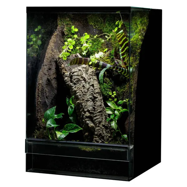 stock image Reptile's Glass Terrarium: Ready for Apartment Placement