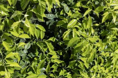 Gün ışığında yemyeşil yeşillik