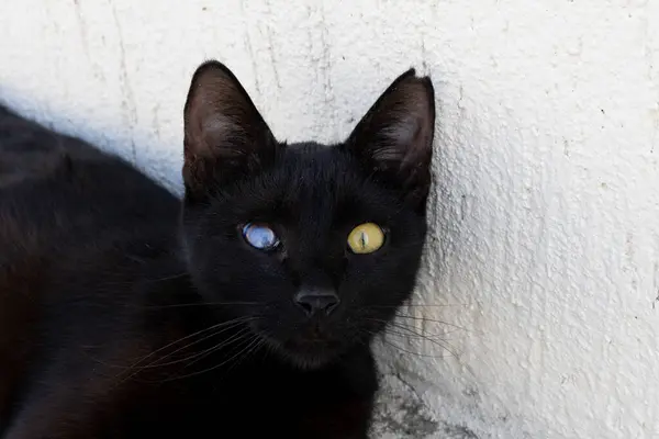 Black Cat with Heterochromia Or a sick, damaged eye/