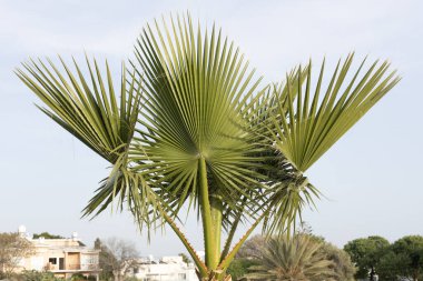 Fan Palmiyesi Silueti. Palmiye ağacı, arka planda binalar olan açık bir gökyüzüne karşı duruyor..