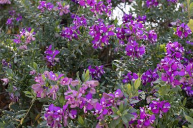Lush Polygala Bush in Bloom Vibrant Purple Flowers. clipart