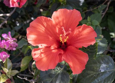 Vibrant Red Hibiscus Bloom, Close-up clipart