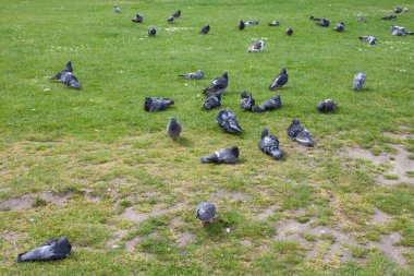 Yeşil Çimen Tarlasında Dinlenen Güvercinler