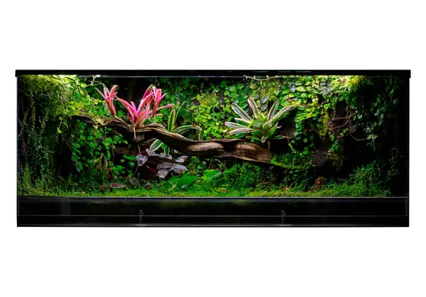 Stock image Panoramic Tropical Terrarium with Pink Bromeliads