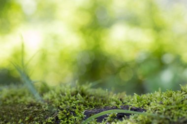 Bulanık Arkaplan ile Ağaçta Yosun