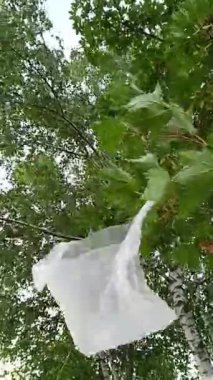 Yapraklı ağaç dallarına dolanmış plastik torba plastik aşırı üretimi ve çevresel sorunları simgeliyor..