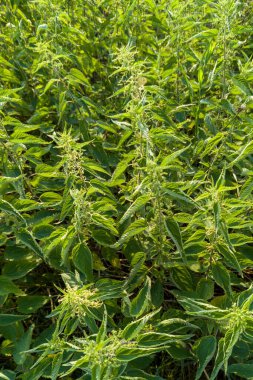 Isırganlar Güneş Işığı Üst Görünümünde