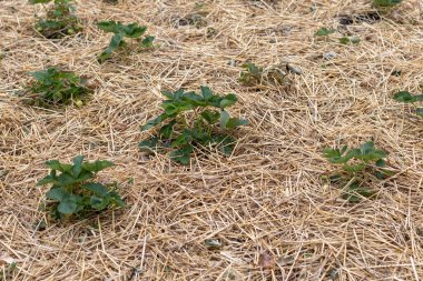 Strawberry Plants in Straw Mulch
