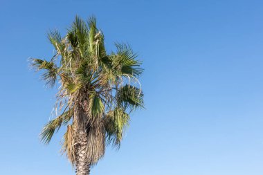 Açık mavi gökyüzüne karşı palmiye ağacı