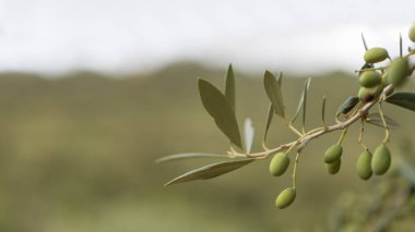 Taş çerçeveli eski ahşap kapı