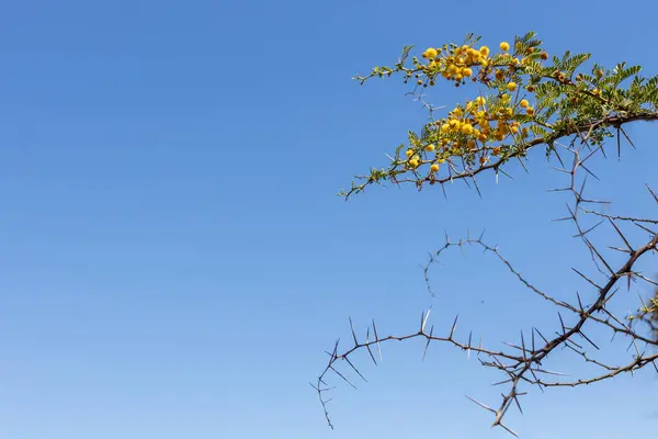 stock image Yellow Acacia Flowers and Thorny Branches Against Clear Sky