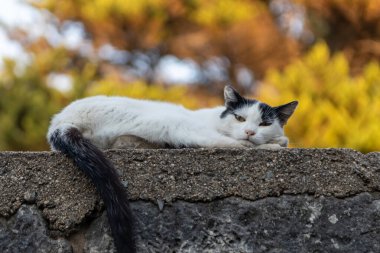 Gün batımında Taş Duvarda Gevşek Kedi