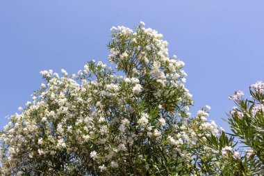 Mavi Gökyüzüne Karşı Beyaz Oleander Çiçekleri