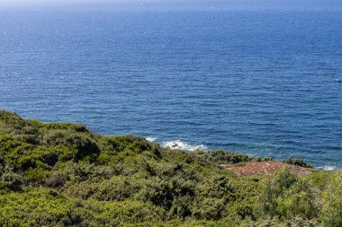 Sardunya Kıyısı Yoğun Yeşillik