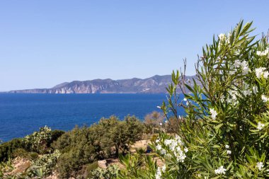 Beyaz Çiçekli Manzaralı Kıyı Görünümü