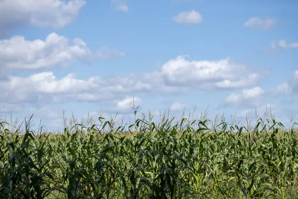 stock image Cornfield Under a Bright Blue Sky