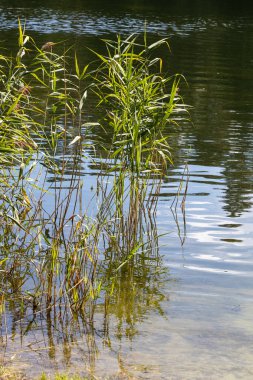 Su yüzeyinde yansımaları olan sakin bir su kütlesinin kenarında büyüyen uzun yeşil sazlıklar..