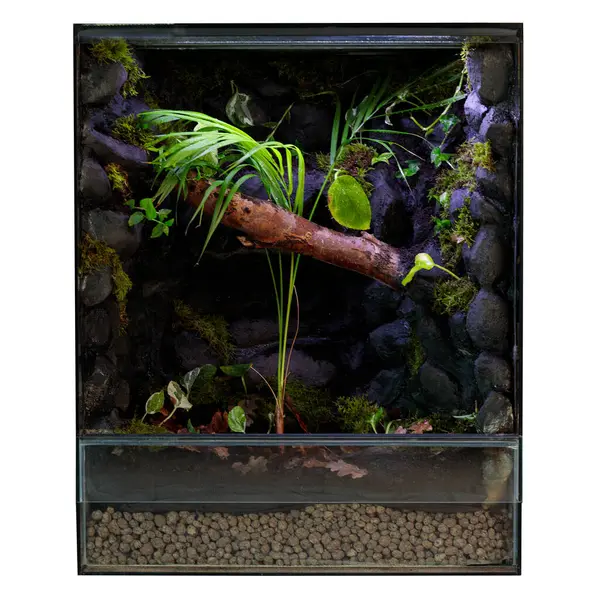 stock image Vertical Terrarium with Moss and Ferns