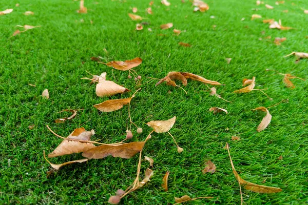 Yapay Çimlerin Üzerinde Kurumuş Yapraklar