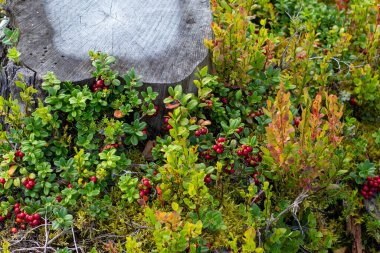 Yeşil bitkiler ve kırmızı böğürtlenlerle çevrili ağaç kütüğü