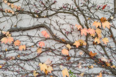 Duvarda Sonbahar Yapraklarıyla Sarmaşıklara Tırmanmak