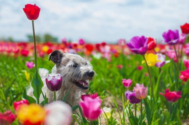 Canlı Lale Alanında Mutlu Köpek