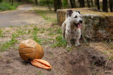 Park 'ta Sönük Top Oynayan Köpek