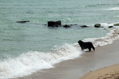 Kara Köpek Sahibi Okyanusta Yüzüyor