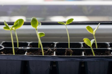 Genç Karpuz Tohumları Tepside İçerde Büyüyor