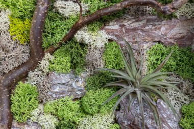 Tillandsia ve Ren Geyiği Moss Ağaç Kabuğunda