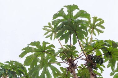 Tropikal Ağaç Solgun Gökyüzüne Karşı Yapraklar