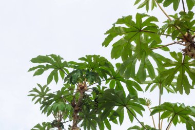 Bereketli Yeşil Tropik Yapraklar Parlak Gökyüzü Altında