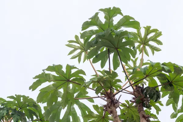 Tropikal Ağaç Solgun Gökyüzüne Karşı Yapraklar