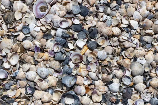 Kumsalda Kum Tanecikli Deniz Kabukları