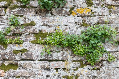 Yosun ve yeşillikle kaplı taş duvar