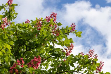 Mavi gökyüzüne karşı pembe çiçeklerle açan kestane ağacı