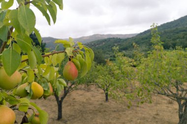 Meyve ağacı dalında olgun armutlar Dağ Manzaralı