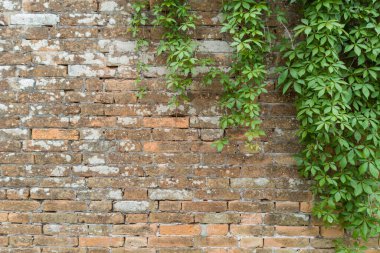 Yeşil Sarmaşıklı Eski Tuğla Duvar